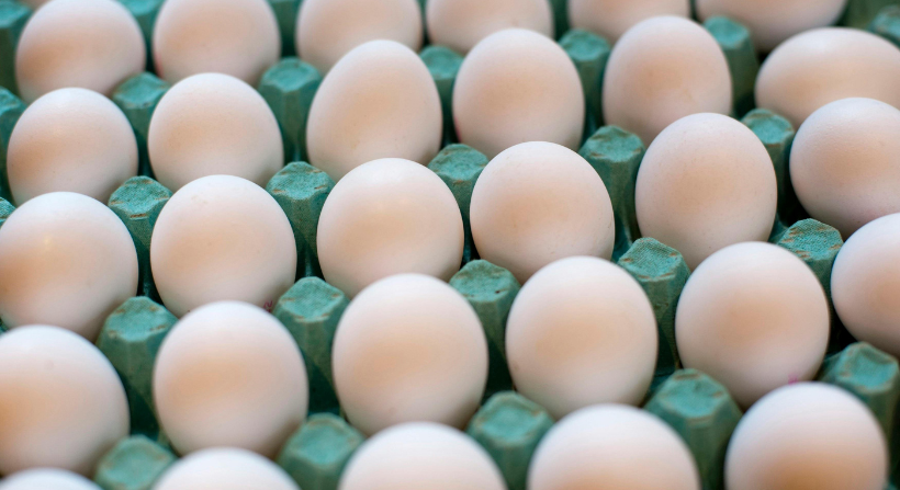 International Quality Eggs